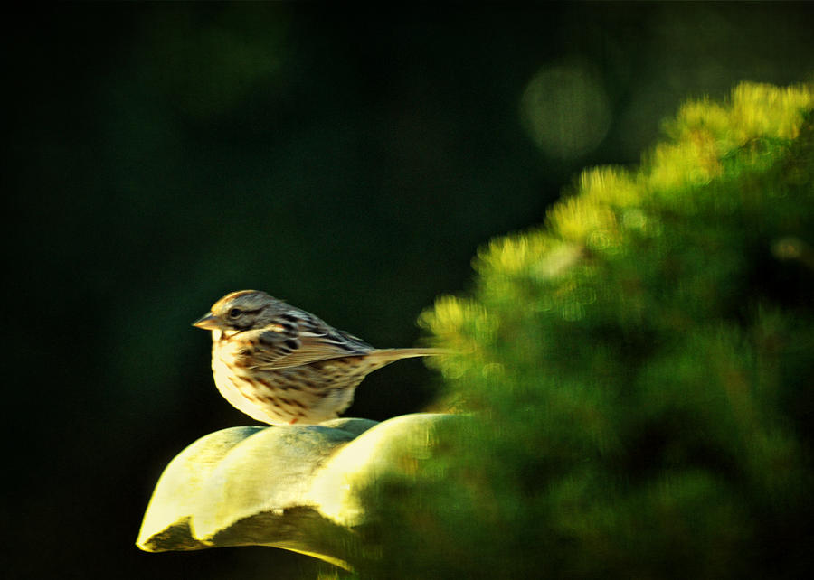Ill Have to Say I Love You in a Song Sparrow Photograph by Rebecca Sherman