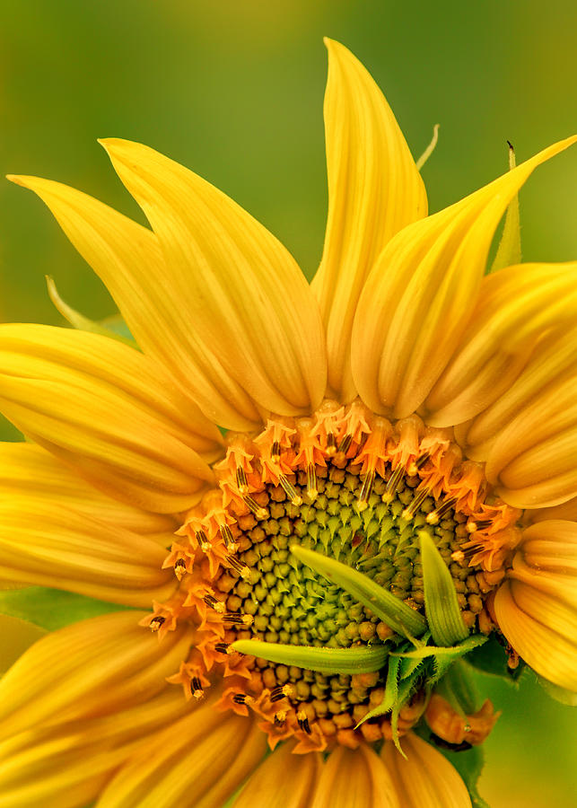 Sunflower Photograph - Ill take 3 please by Carolyn Derstine