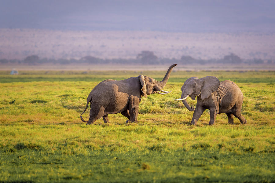 Elephant Photograph - Ill Teach You by Ted Taylor