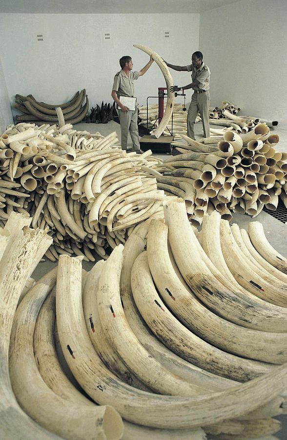 Illegal haul of elephant ivory Photograph by Stockbyte