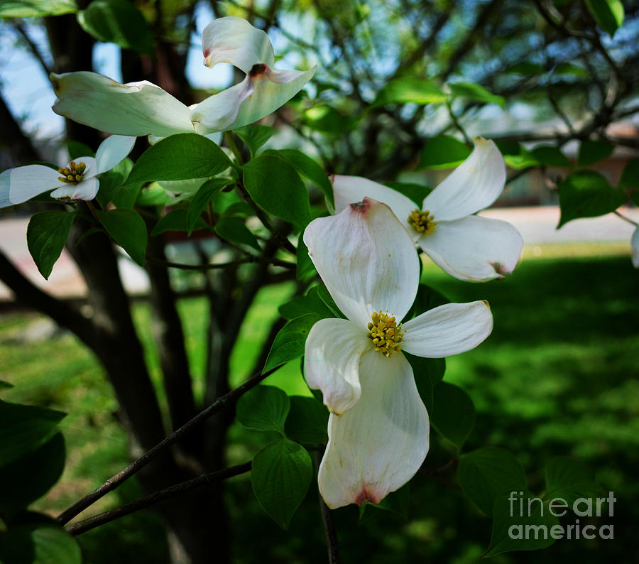 Illinois Capitol Dogwood Photograph by Luther Fine Art