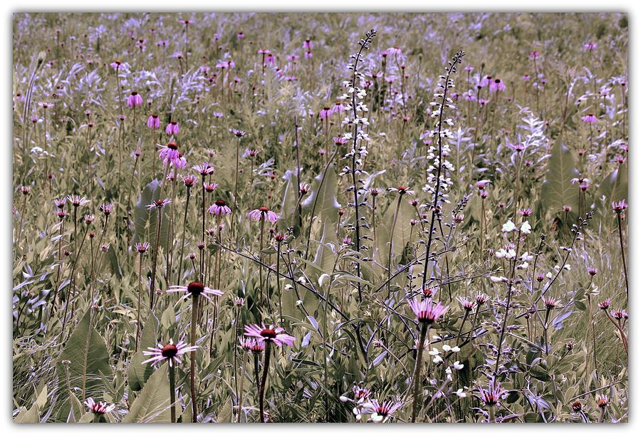 Nature Photograph - Illinois Prairie Wildflowers by Rosanne Jordan