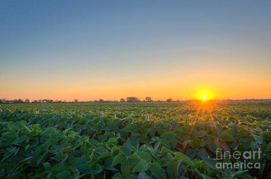 Illinois Sunrise Photograph by Michael Ver Sprill