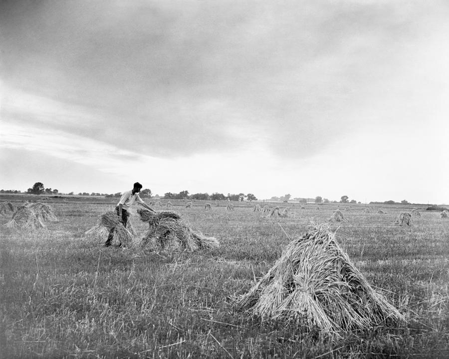 Illinois Wheat Harvest Photograph by Granger