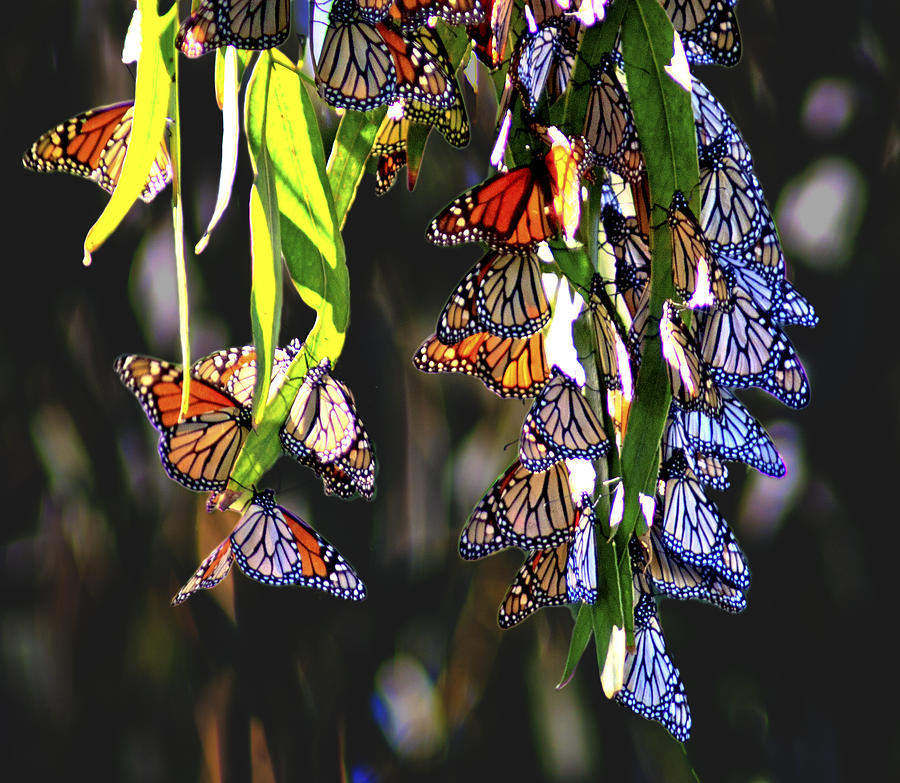 Butterfly Photograph - Illuminated Beauties by Her Arts Desire