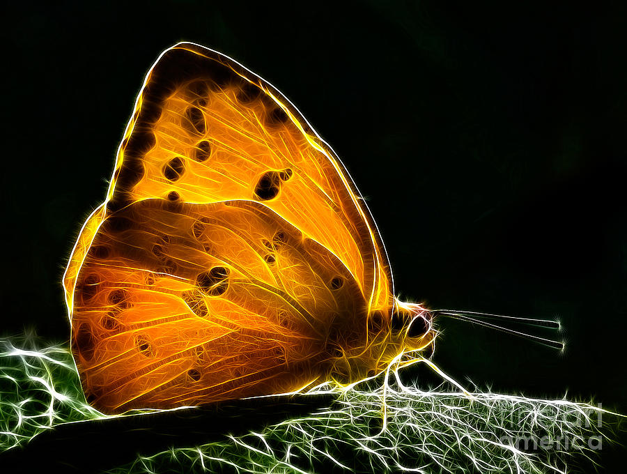 Illuminated Butterfly Photograph by Alice Cahill