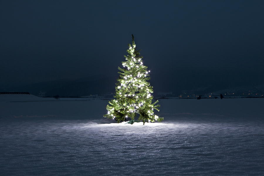 Illuminated christmas tree on the snow at night Photograph by Sot