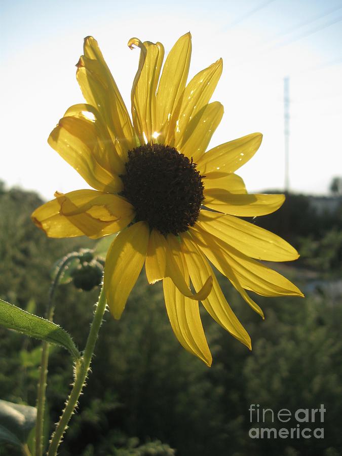 Sunflower Photograph - Illuminated by Crissy Boss