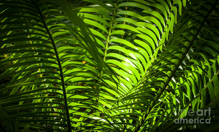 Illuminated Jungle Fern Photograph by Blake Webster