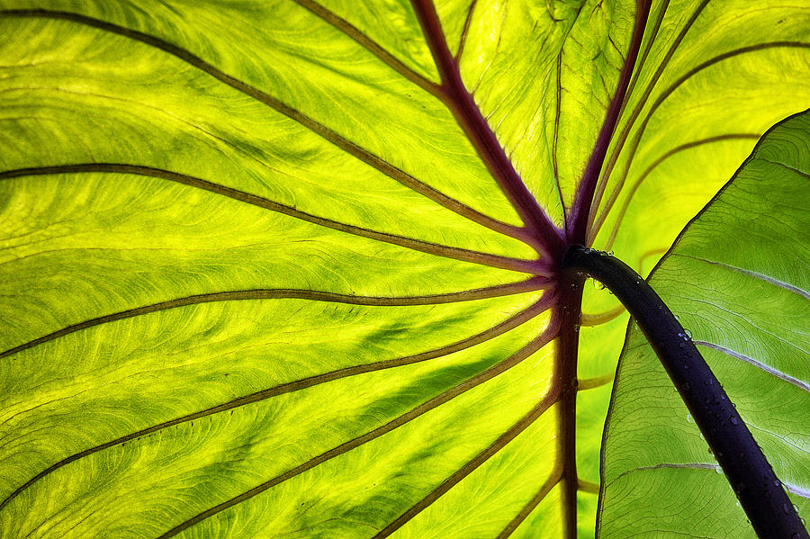 Illuminated Leaf Photograph by Paul Berger