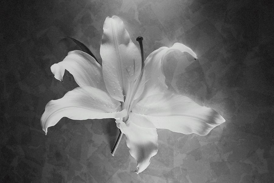 Illuminated Lily Photograph by John B Poisson | Fine Art America