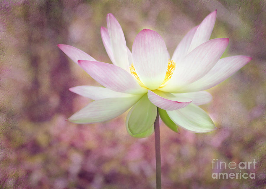 Buddha Photograph - Illuminated Lotus by Sabrina L Ryan