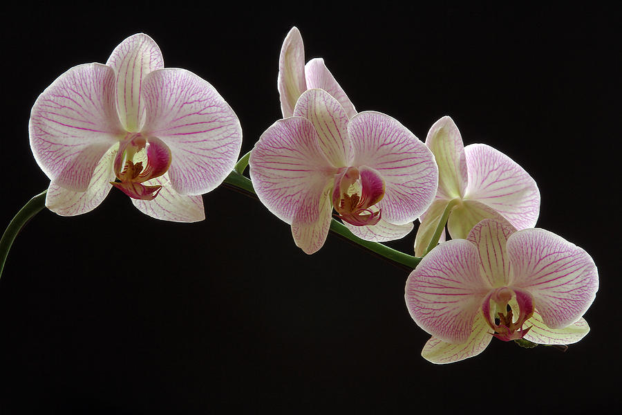 Illuminated Orchid Photograph by Juergen Roth