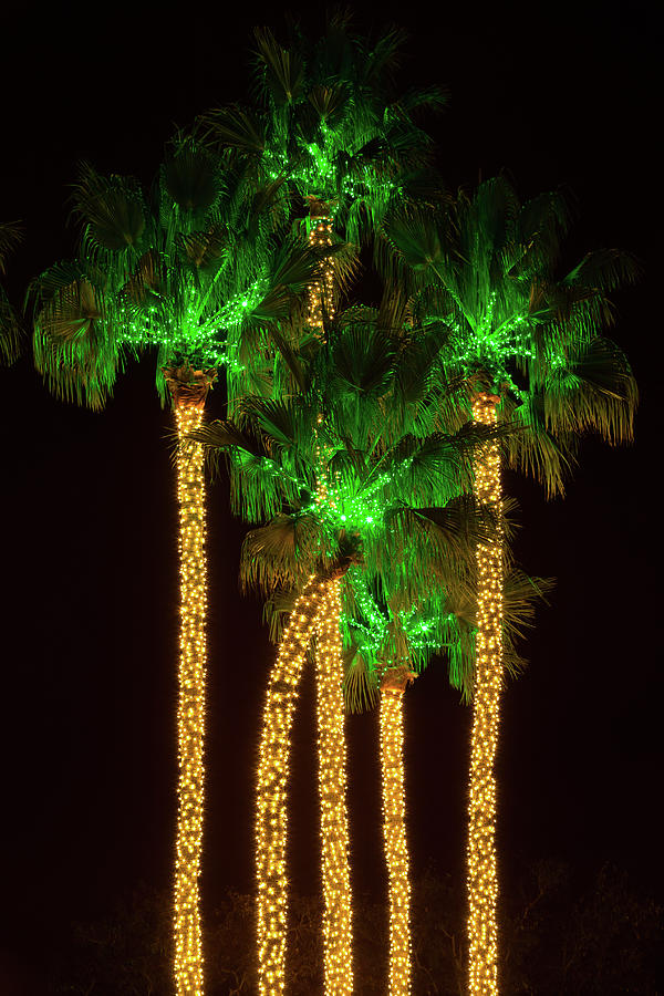 Illuminated Palm Trees At Dana Point Photograph by Panoramic Images