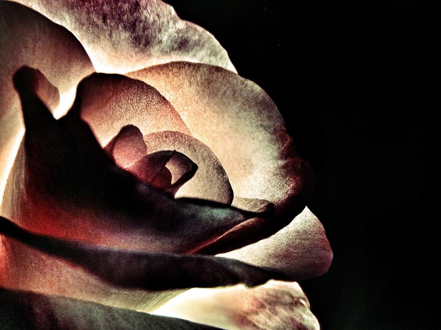 Nature Photograph - Illuminated Rose  by Marianna Mills