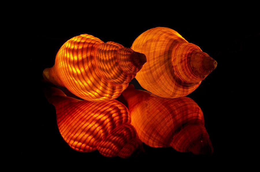 Illuminated Shells Photograph by Pete Hemington