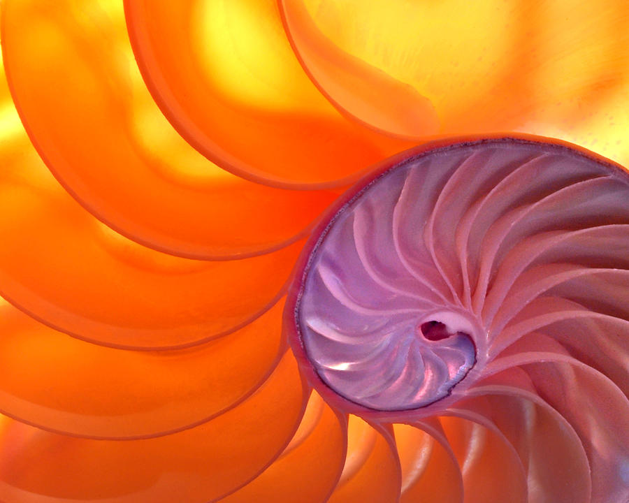 Illuminated Translucent Nautilus Shell with Spiral Photograph by Phil Cardamone