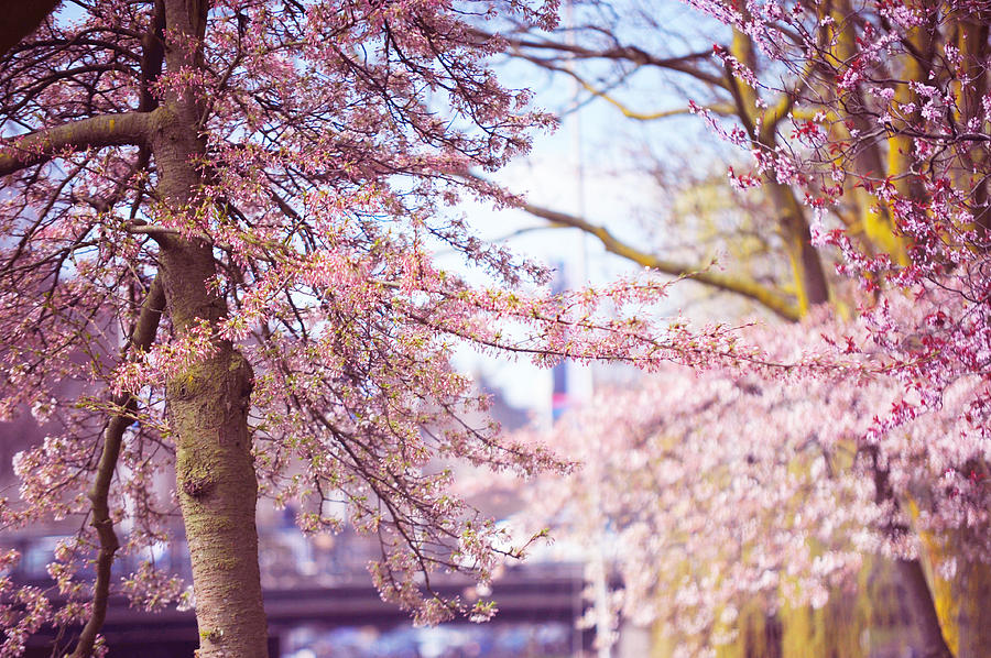 Illuminated Trees. Pink Spring in Amsterdam Photograph by Jenny Rainbow