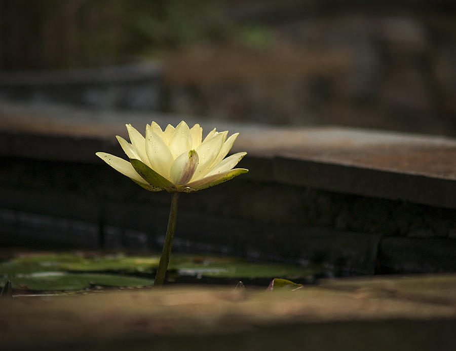 Illuminated Water Lily Photograph by Andy Smetzer