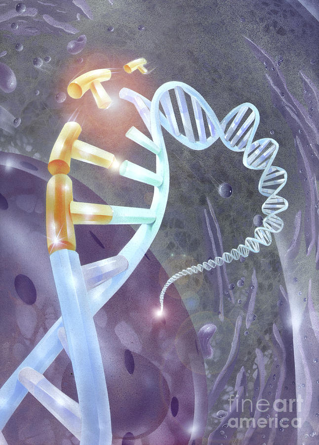 Illustration Depicting Genetic Photograph by Jim Dowdalls
