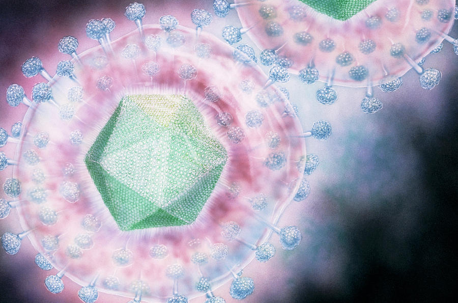 Illustration Of A Herpes Virus Photograph by Bo Veisland, Mi&i/science Photo Library