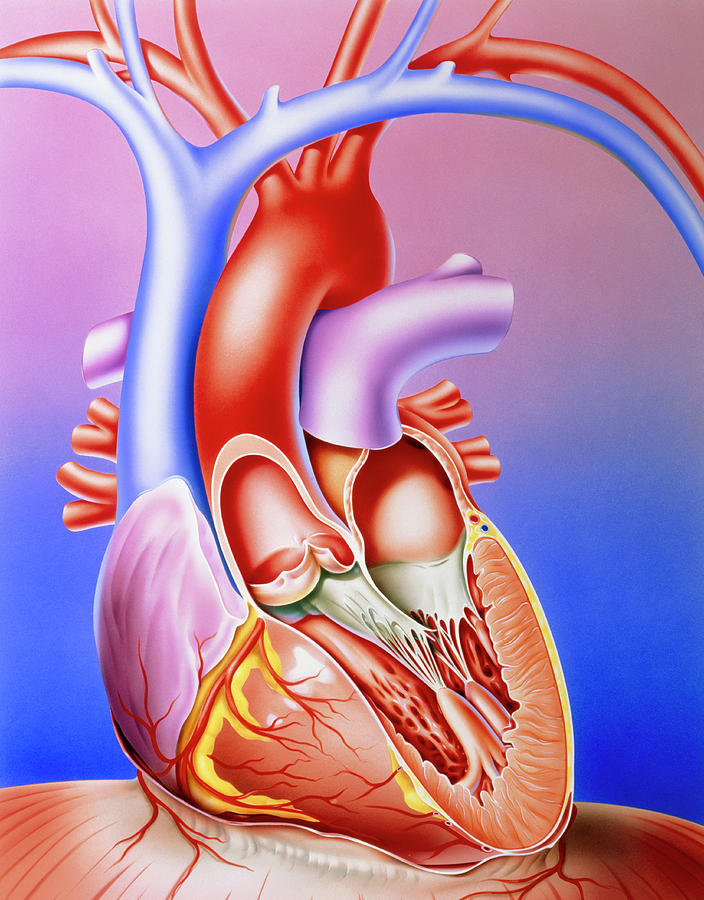 Illustration Of A Partly-dissected Normal Heart Photograph by John Bavosi