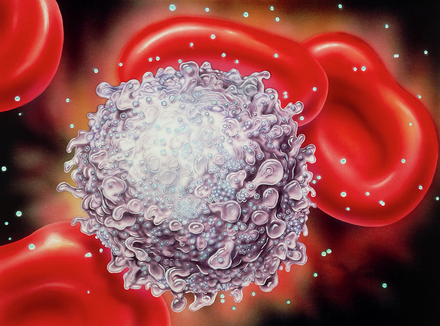 Illustration Of A T-cell Infected With Aids Virus Photograph by Bo Veisland, Mi&i/science Photo Library