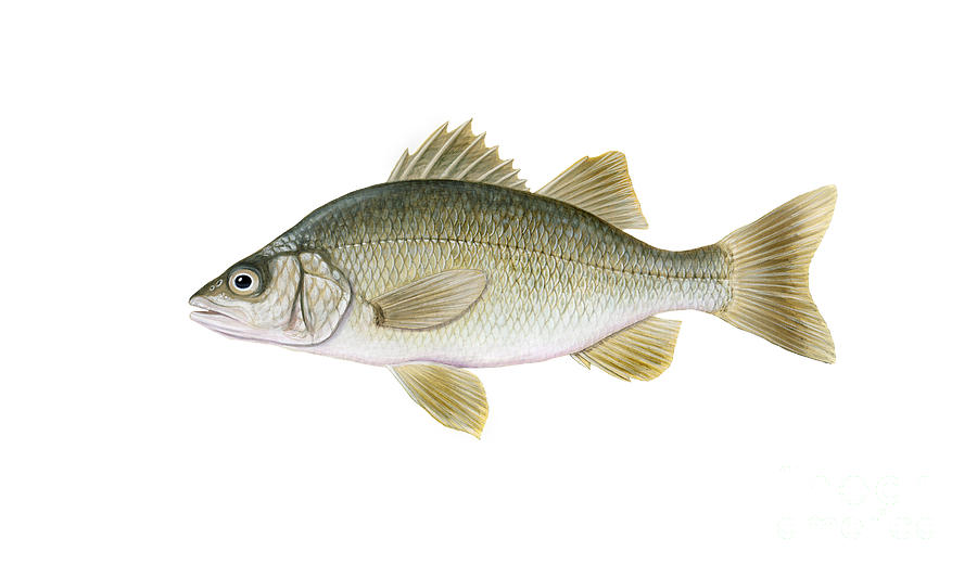 Illustration Of A White Perch Morone by Carlyn Iverson