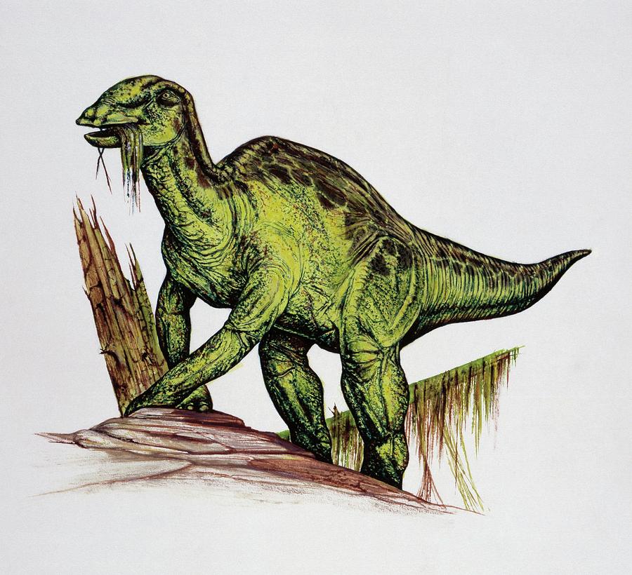 Wildlife Photograph - Illustration Of Anatotitan by Deagostini/uig/science Photo Library