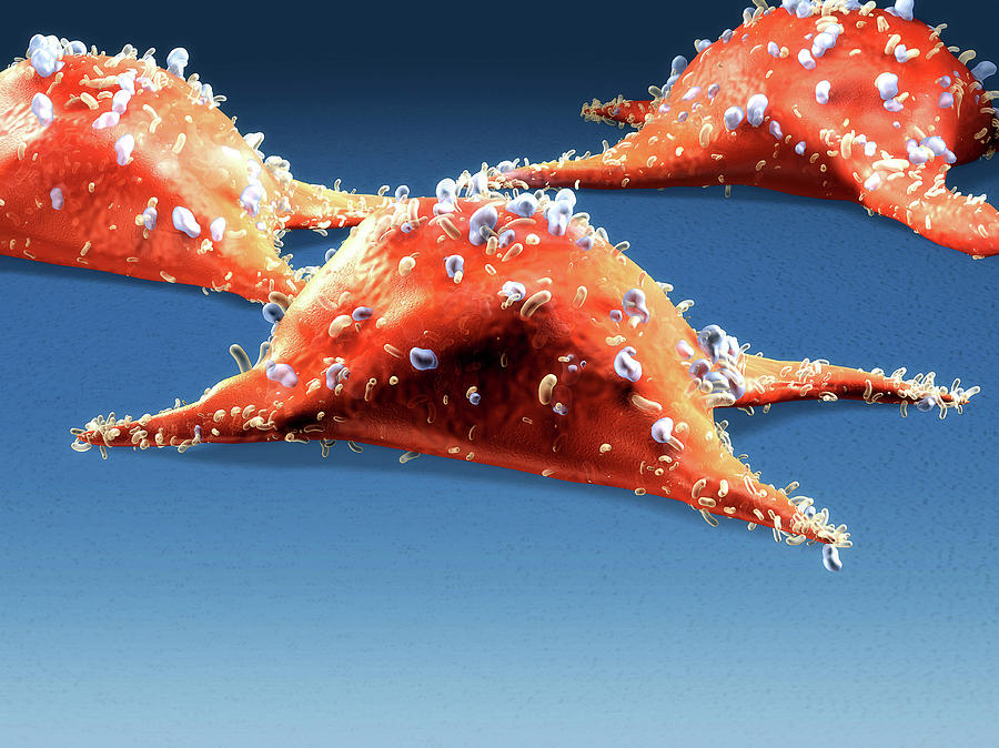 3 Dimensional Photograph - Illustration Of Cancer Cells by Harvinder Singh 3 Dimensional Photograph - Illustration Of Cancer Cells by Harvinder Singh
