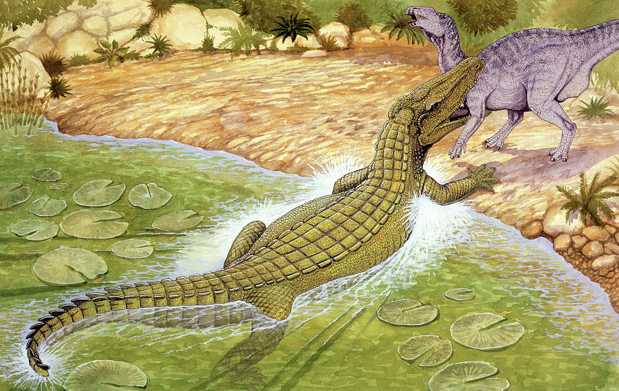 Illustration Of Deinosuchus Photograph by Deagostini/uig/science Photo Library
