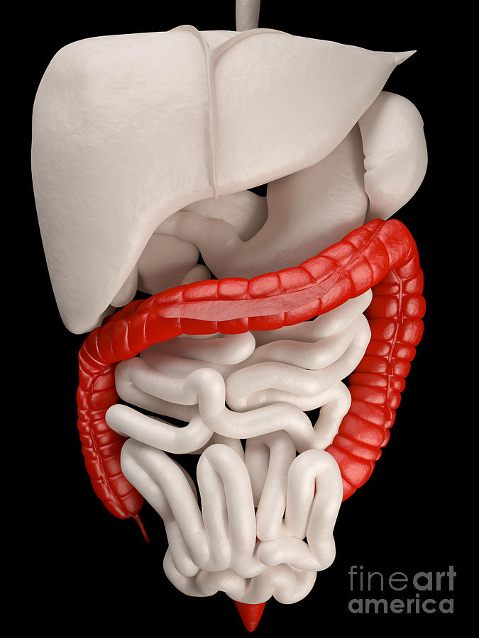 Illustration Of Digestive System Photograph by David Marchal