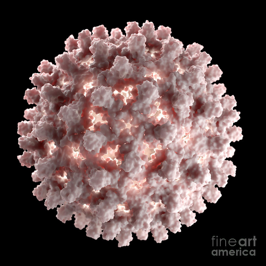 Illustration Of Hepatitis B Virus Photograph by David Marchal