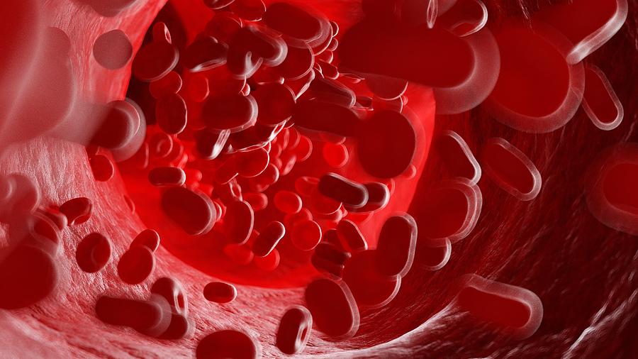 Illustration of human blood cells Drawing by Sciepro/science Photo Library