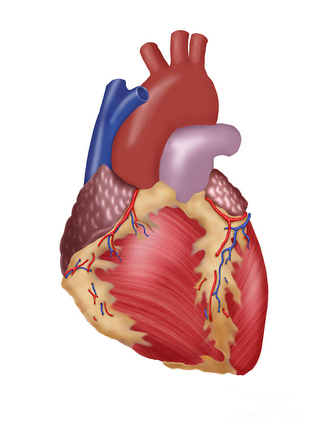 Illustration Of Human Heart Photograph by Monica Schroeder / Science ...