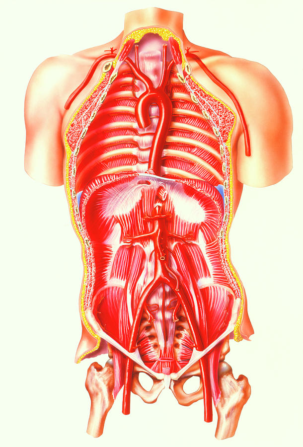 Illustration Of Human Torso Showing The Aorta Photograph By Bo Veisland Mi I Science Photo Library