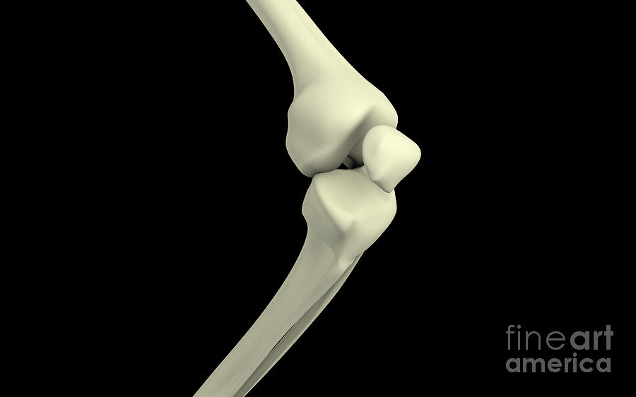 Illustration Of Knee Bone, Bending Digital Art by Stocktrek Images | Pixels