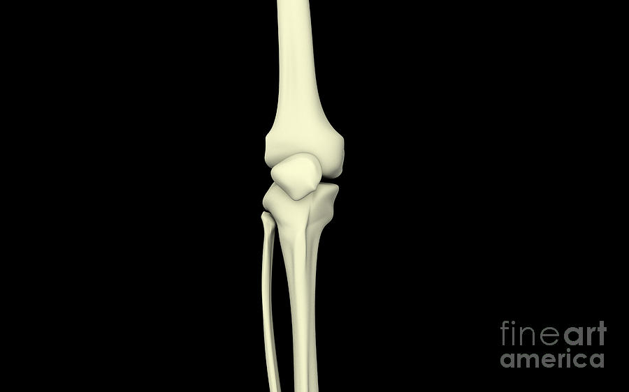 Horizontal Digital Art - Illustration Of Knee Bone, Straight by Stocktrek Images