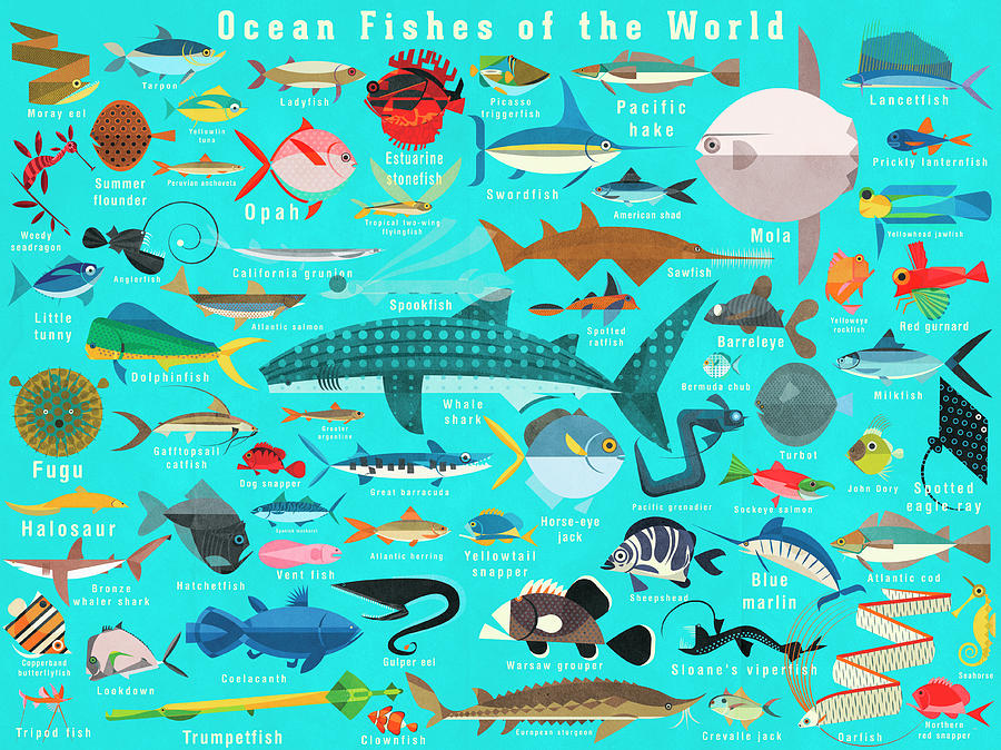 Illustration Of Lots Of Ocean Fish Photograph by Ikon Ikon Images