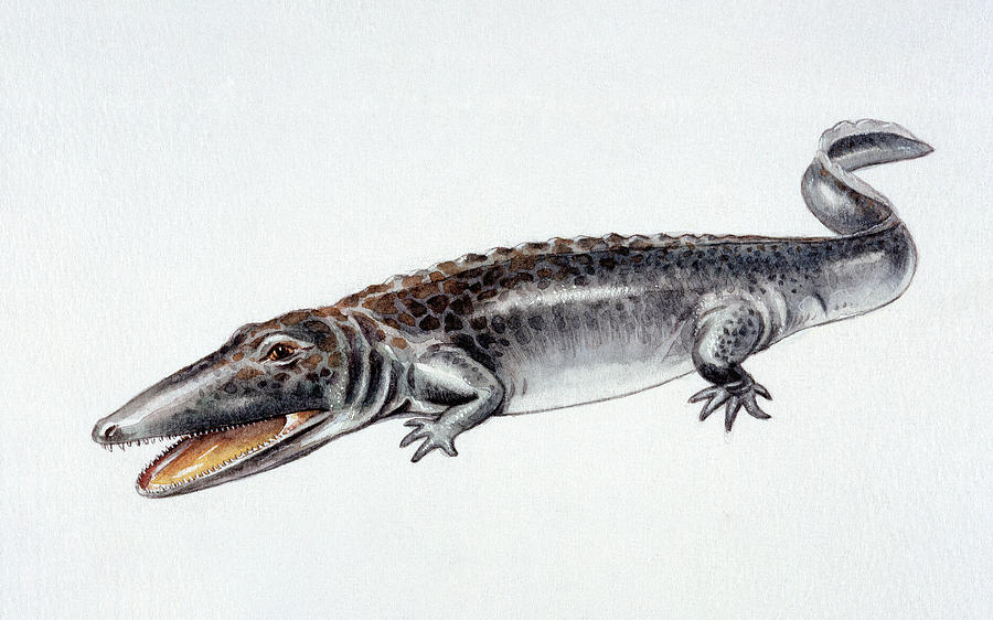 Illustration Of Paracyclotosaurus by Deagostini/uig/science Photo Library