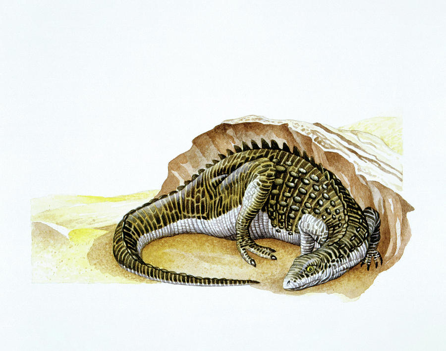 scutellosaurus skeleton