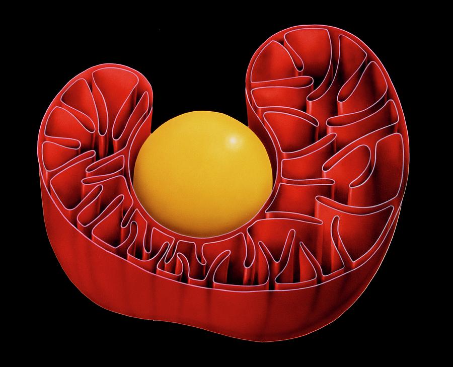 Illustration Of Structure Of Mitochondrion Photograph By Francis Leroy ...