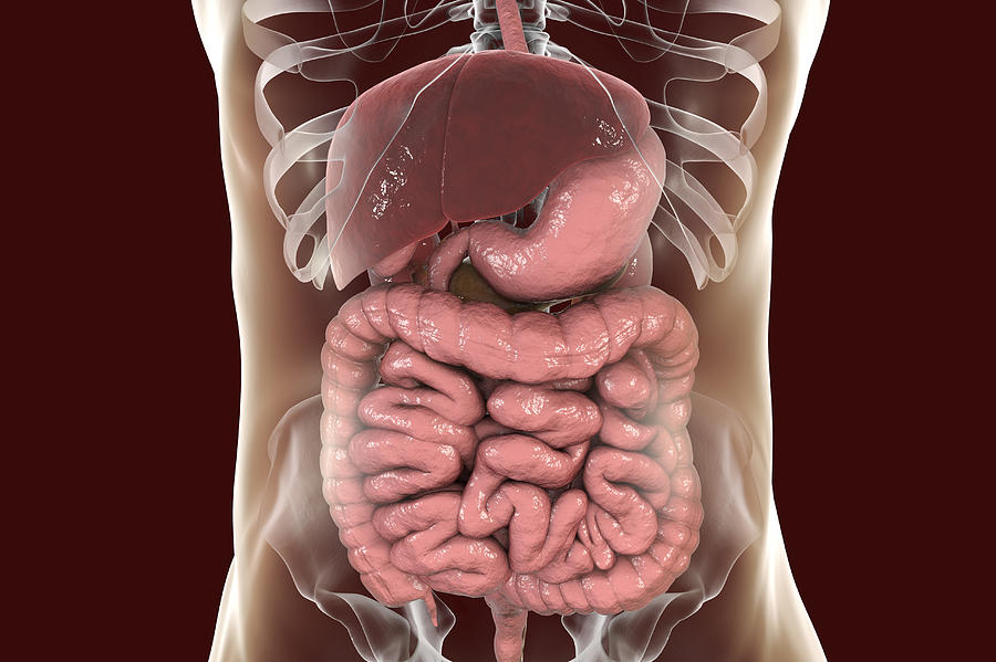 Illustration of the human digestive system Drawing by Kateryna Kon/science Photo Library