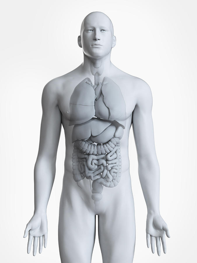 Illustration of the male organs Drawing by Sciepro/science Photo Library