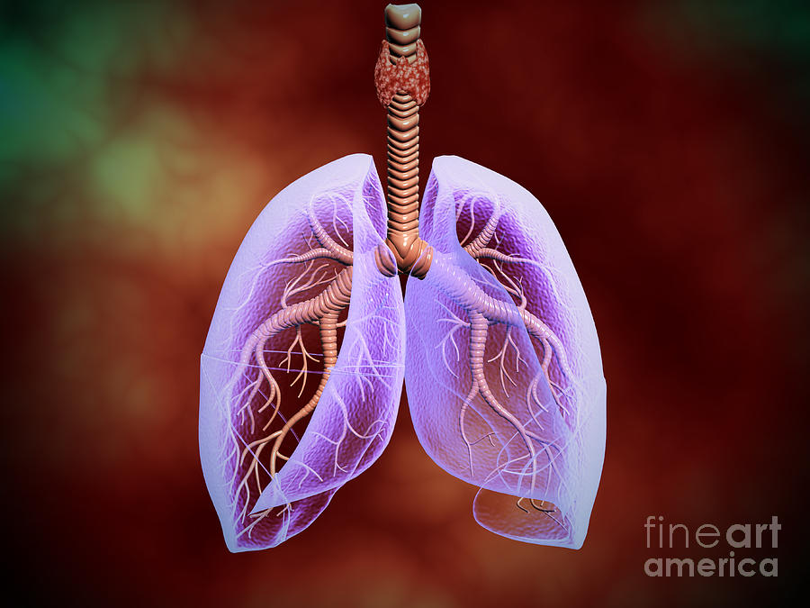 Illustration Of Trachea With Lungs Digital Art by Stocktrek Images