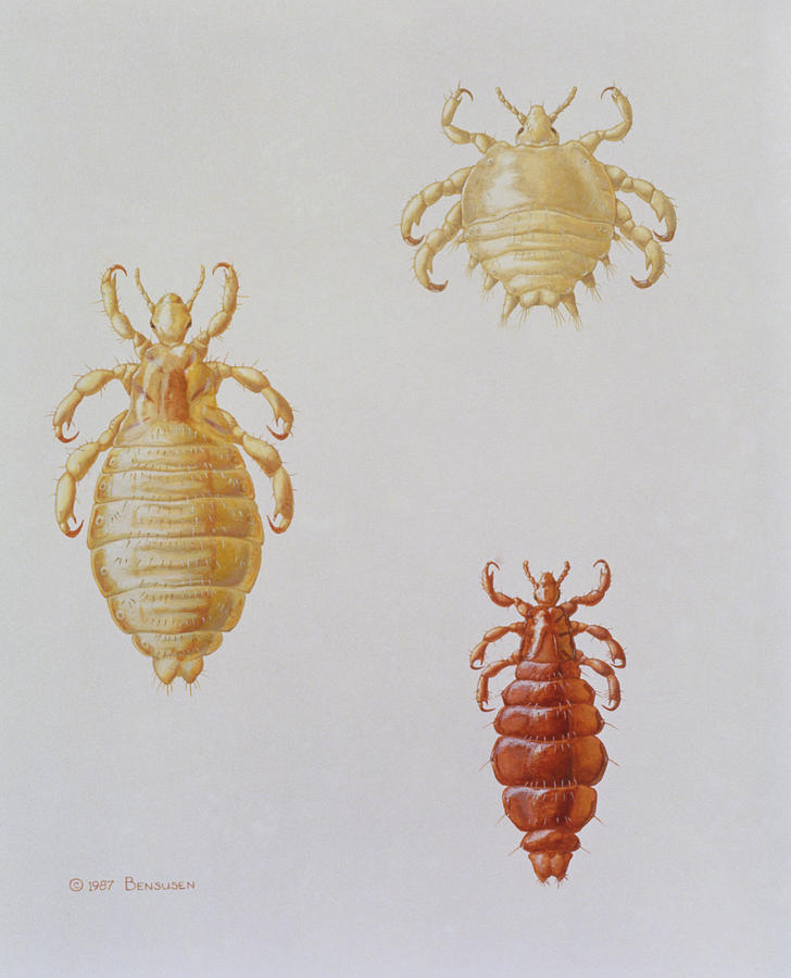Illustration Showing 3 Types Of Human Louse Photograph by Sally Bensusen (1987)/science Photo Library