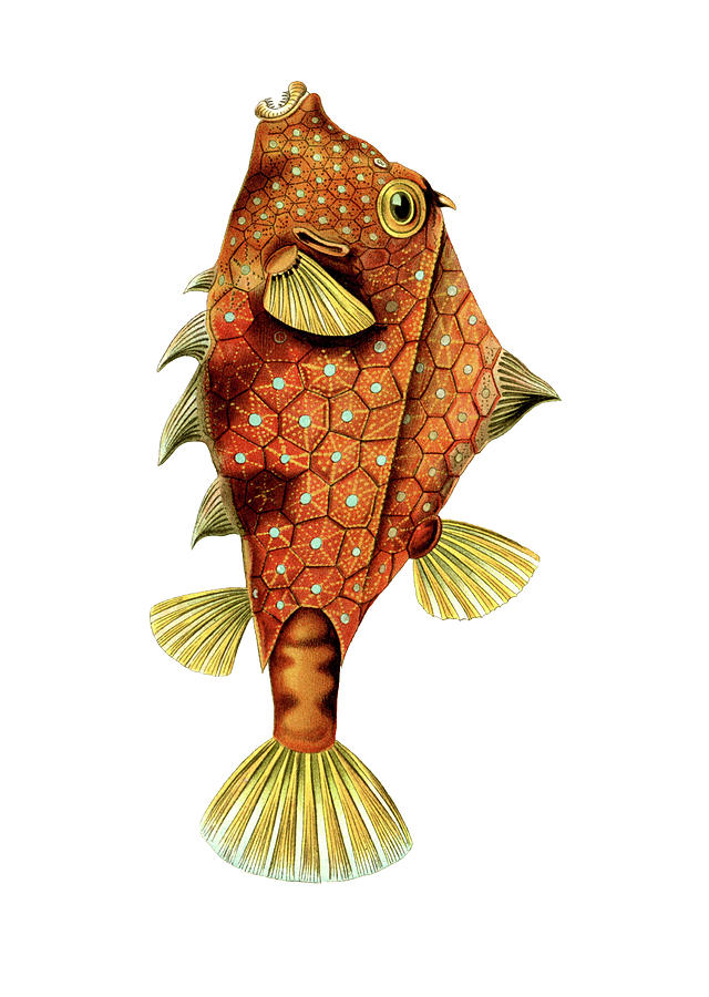 Illustration Shows A Boxfish. Ostraciontes Drawing by Artokoloro | Fine ...