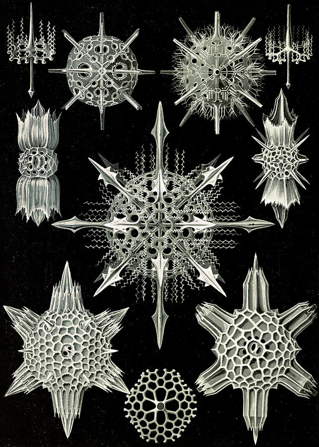 Ernst Haeckel Drawing - Illustration Shows Aquatic Animals. Acanthophracta by Artokoloro