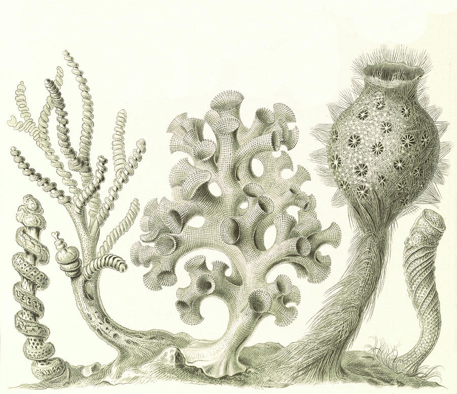 Sea Sponges, Sponges Art, Art Sponges, Sponges Sea, Haeckel Art, Sea Art,  Art Sea, Ernst Haeckel, Haeckel Ernst, Haeckel Drawing, Sea Decor 