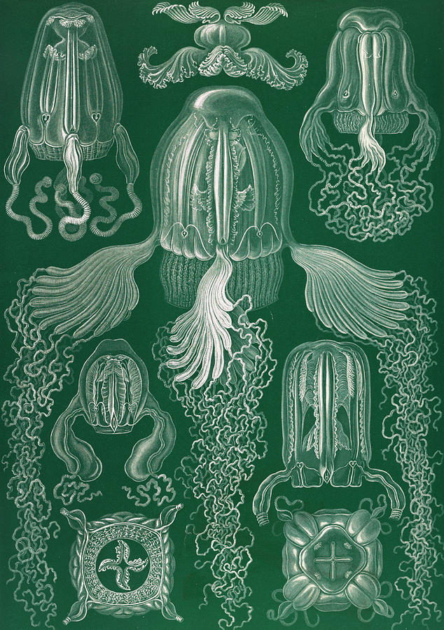 Ernst Haeckel Drawing - Illustration Shows Jellyfish. Cubomedusae by Artokoloro
